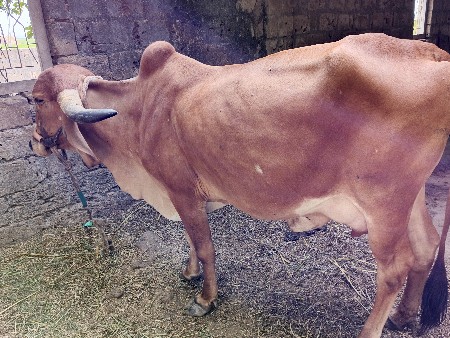 थंबनेल 3