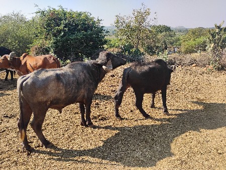 પાડો વેચવાનો છે