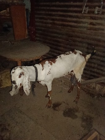 bakri