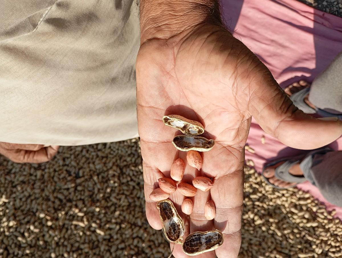 માંડવી નુ બિયારણ વેચવાનુ છે