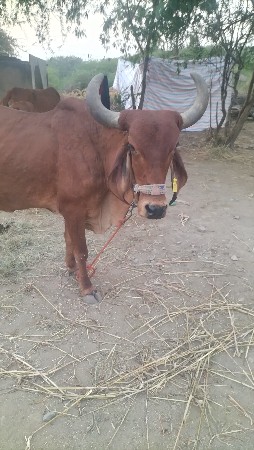 થંબનેલ 1