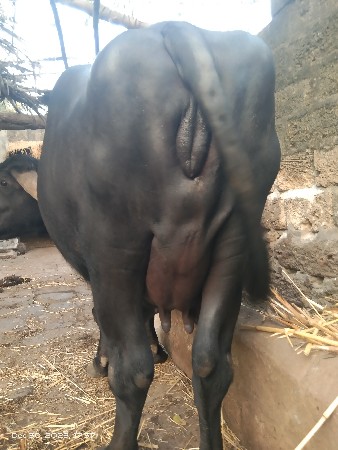 थंबनेल 3