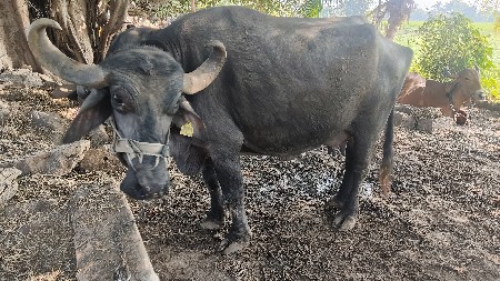 थंबनेल 2