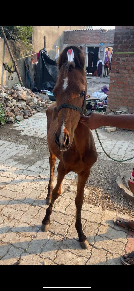 કાળા ગુડાનો કેડો વસેરો