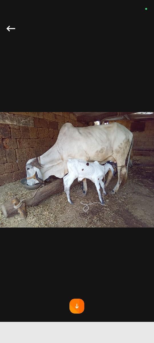 थंबनेल 1