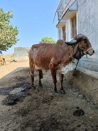 थंबनेल 2