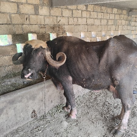 થંબનેલ 3