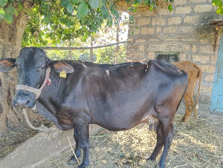 થંબનેલ 2