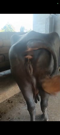 ભેંસ વેચવાની છે