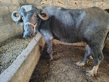 થંબનેલ 3