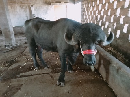 थंबनेल 3