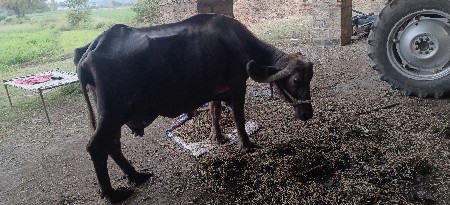 પુરી ભેંસ વેચવાની છે