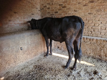 થંબનેલ 2