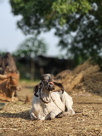 લીલડી વાચડી નું હાટુ કરવાનું