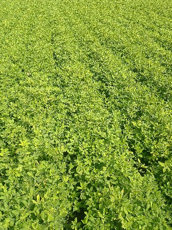 મગફળી જી 22 વેશવાની છે  કોરી