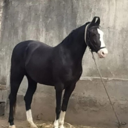 થંબનેલ 2