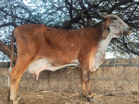 આ ગાય વેચવાની છે