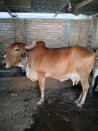 લાલ ગાય વેચવાની છે.