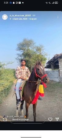 ઘોડી વેચવાની છે