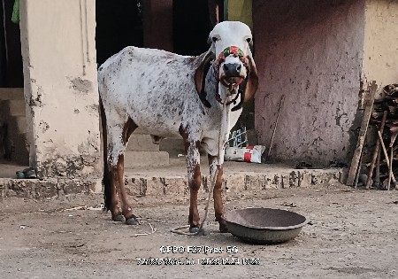 થંબનેલ 2