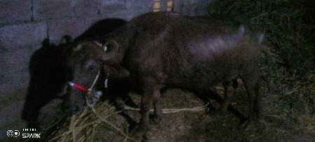 थंबनेल 2