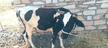 બાવરી ઓડકી વેચવાની સે