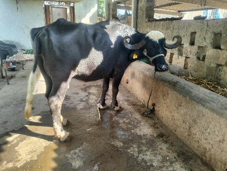 थंबनेल 2