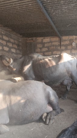 थंबनेल 2