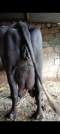 એક મહીનાની વીયાણલસે