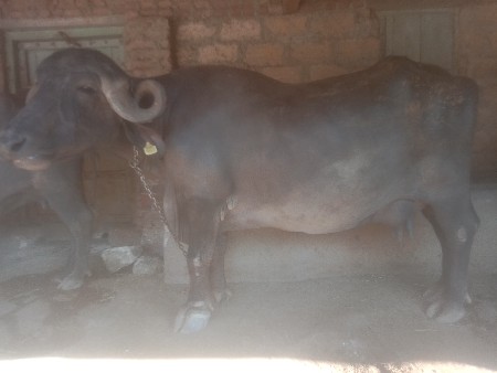 थंबनेल 2