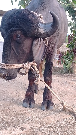 थंबनेल 2