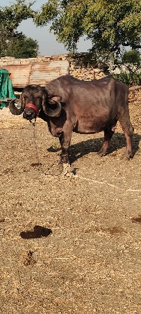 थंबनेल 3