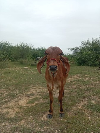 थंबनेल 2