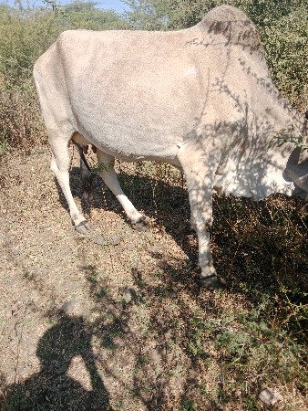 ગાય વેચવાની છે