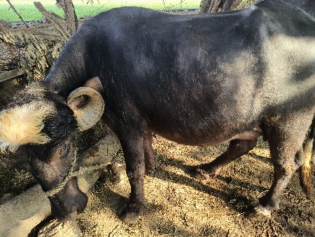 વેચવા ની  ભેંસ