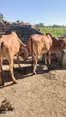 थंबनेल 2