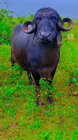 ભેંસ વેચવાની સે