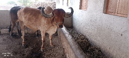 બળદ વેશવાનો છે