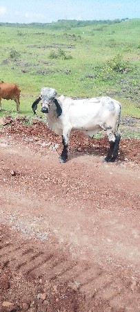 थंबनेल 1