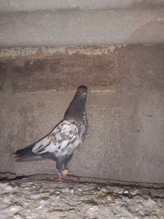 કબૂતર વેચવાના સે