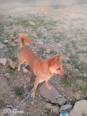 dog female jerman shaferd