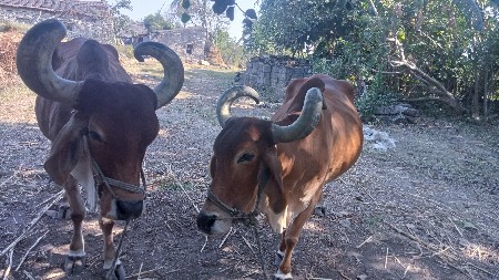 थंबनेल 3