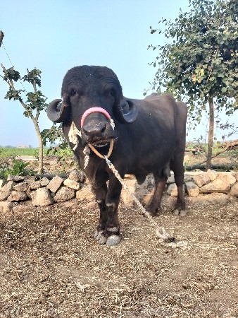 थंबनेल 2