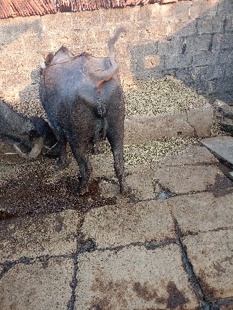 ભેંસ વેચવાની છે