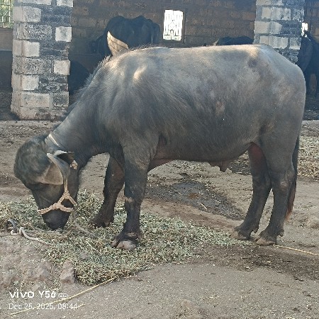 પાડો vesvano સે