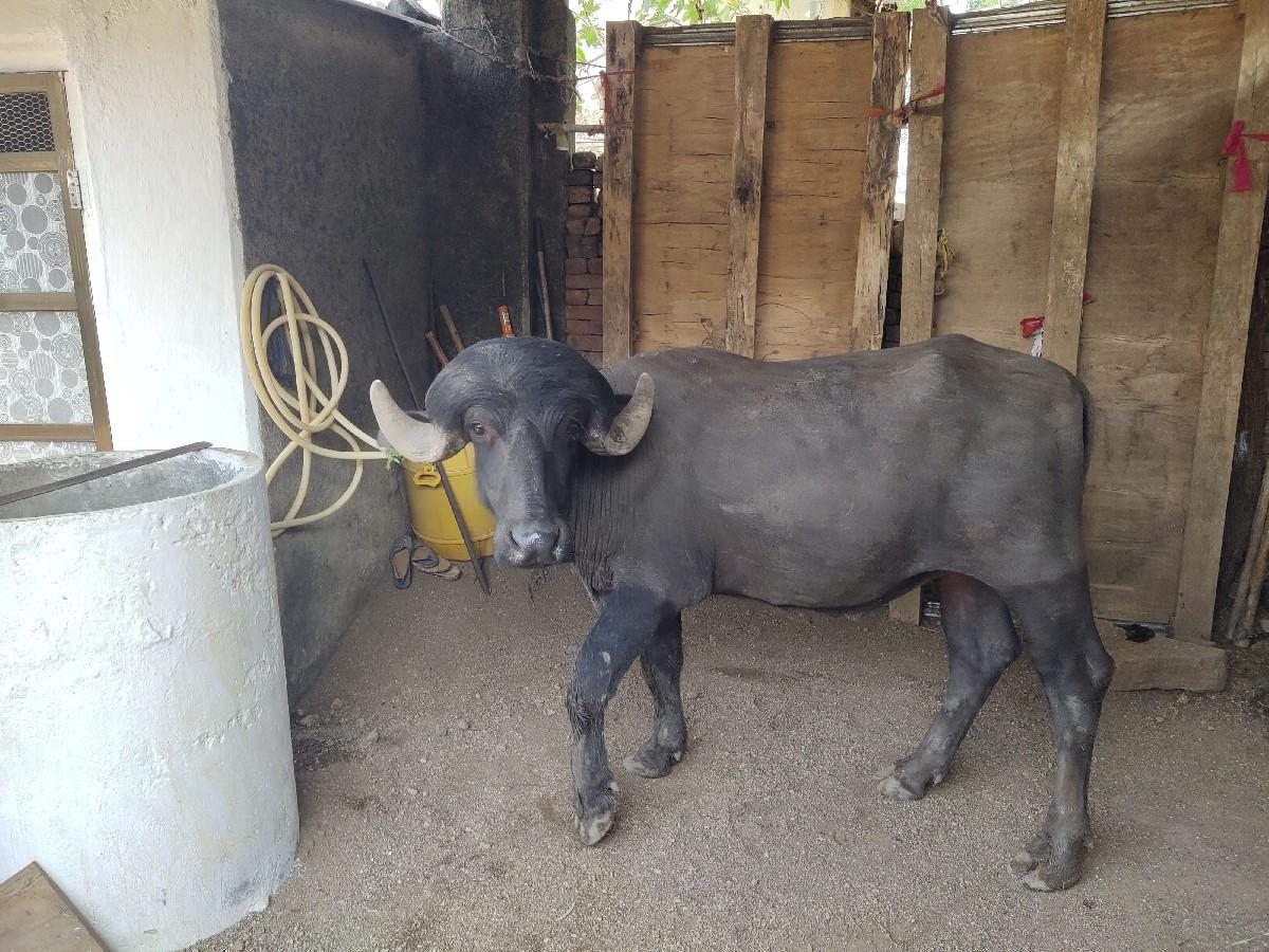 થંબનેલ 3