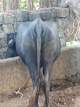 થંબનેલ 3