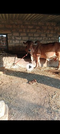 ગાય વેચવાનીછે