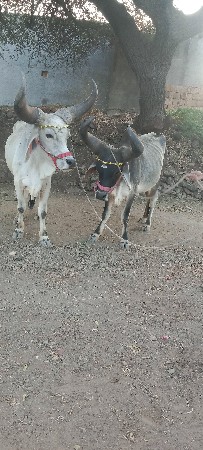 થંબનેલ 3