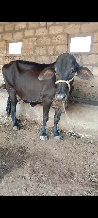 ગીર કોર્ષ ગાય વેચવાની છે